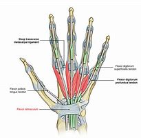 Image result for Structures Under Flexor Retinaculum of Hand