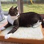 Image result for Bread Cat Bed