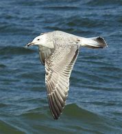 Image result for Caspian Gull