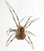 Image result for Brown House Spider Poisonous