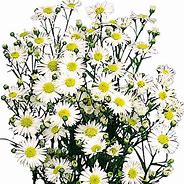 Image result for White Aster Pot