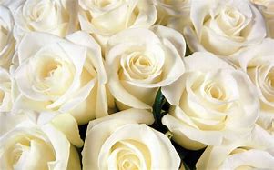 Image result for White Rose with Sage Background