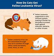 Image result for Sick Cat with Feline Leukemia