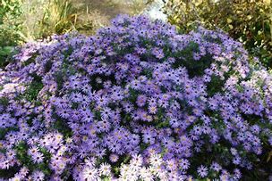 Image result for Aster October Skies