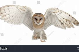 Image result for Barn Owl Fly