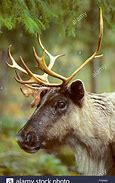 Image result for Female Caribou