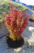 Image result for Barberry Orange Rocket 5 Gal