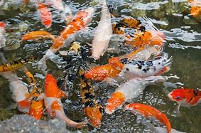 Image result for Carpa Koi