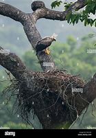 Image result for Harpy Eagle Nest