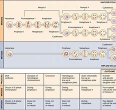 Image result for Meiosis 1 vs 2