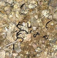 Image result for Worms in Kittens Poop