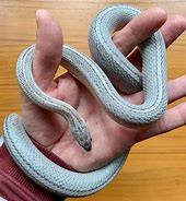 Image result for corn snake morphs