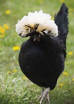 Image result for Fancy Chicken Breeds