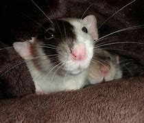 Image result for Grey and Brown Fancy Rat