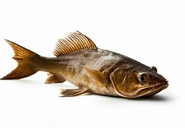 Image result for No Catfish