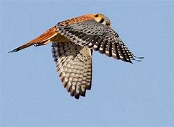 Image result for Two Kestrel Hawks