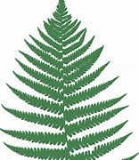 Image result for Fern in Pot Clip Art