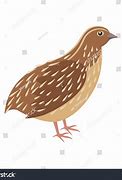 Image result for Quail Pixabay ABC