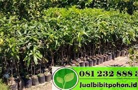 Image result for Mangga Mana Lagi Situbondo