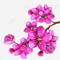 Image result for Cherry Blossom Single Flower Clip Art