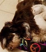 Image result for Liver Tan Schnauzer