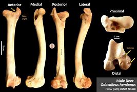 Image result for Bone Identification Separate