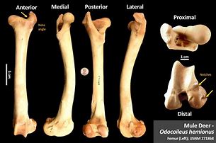 Image result for Animal Leg Bone Identification