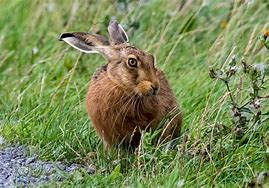 Image result for Award-Winning Brown Hare Photo