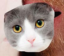 Image result for Baobua Meo Meow