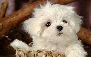 Image result for White Maltese Dog