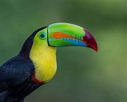 Image result for Toucan Varieties