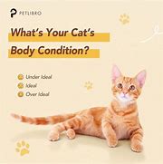 Image result for Cat Body Condition