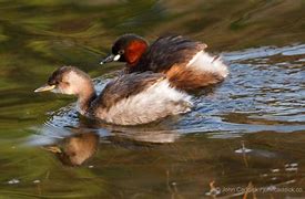 Image result for African Little Grebe