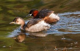 Image result for Little Grebe