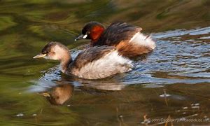 Image result for Small Grebe Beijing