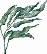 Image result for Watercolor Seaweed