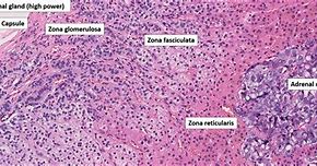 Image result for Normal Adrenal