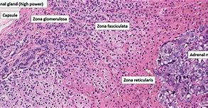 Image result for Adrenal Cortex Histology