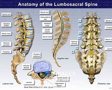 Image result for Lumbar and Sacral Spine