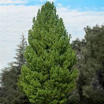 Image result for Full-Grown White Pines