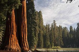 Image result for Sequoia National Park Entrance