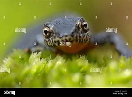 Image result for Alpine Newt