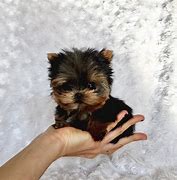 Image result for Cute Little Puppy Teacup Yorkie