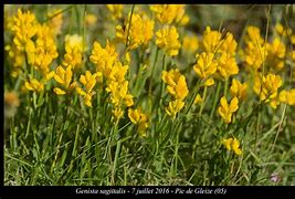 Image result for Genista Sagittalis