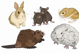 Image result for Rodent Family Tree