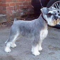 Image result for Miniature Schnauzer