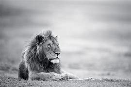 Image result for Lion Wallpaper Black and White