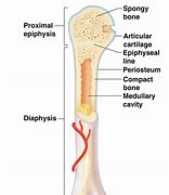 Image result for Inside Bone Labeled