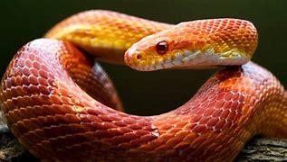 Image result for Biggest Corn Snake