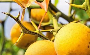 Image result for Lemon Tree with Thorns